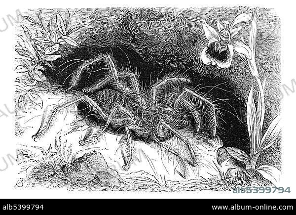 Woodcut, Camel spider, Wind scorpion, Sun scorpion or Sun spider (Solifugae or Solpugida).
