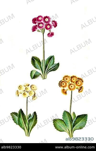 Bastard auricle × pubescens; syn. Primula × hortensis Wettst.; belongs to the genus Primula (Primula); Historic; digitally restored reproduction from a 19th century original.