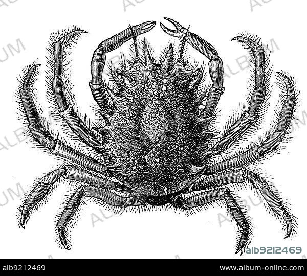 European spider crab (Maja squinado) is the largest crab found in the Mediterranean Sea, Historical, digitally restored reproduction from a 19th century original.