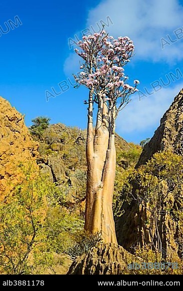 Bottle Tree (Adenium obesum) in bloom, endemic species, Socotra, Yemen, Asia.