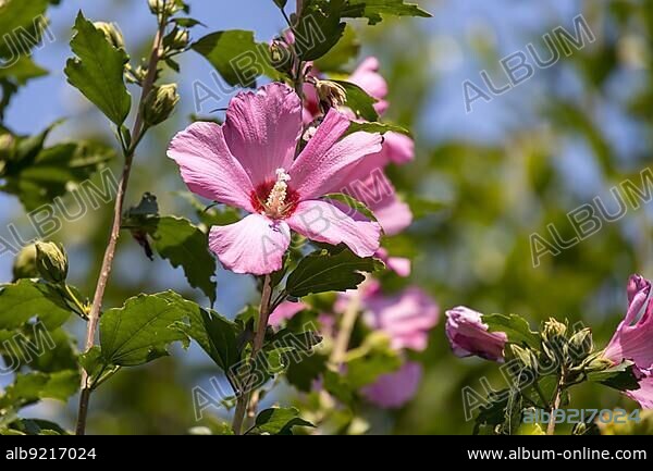 Hibiscus shrub growing and flowering in Torre de' Roveri Italy.