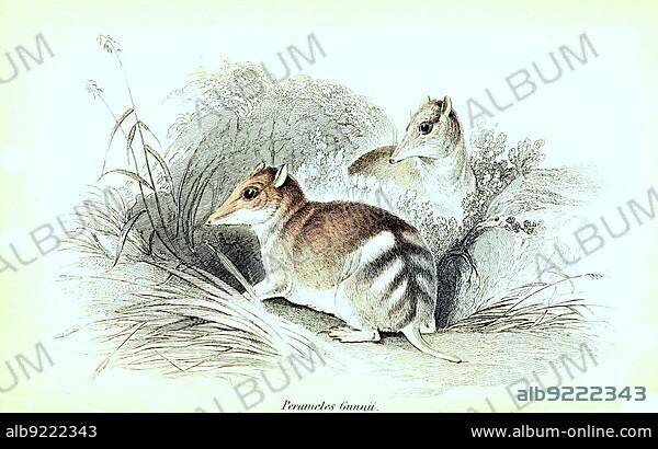 Eastern (marsupialia) barred bandicoot (Perameles gunnii), Historical, digitally restored reproduction from a 19th century original, The natural history of or pouched animals, G.R. Waterhouse, 1841.