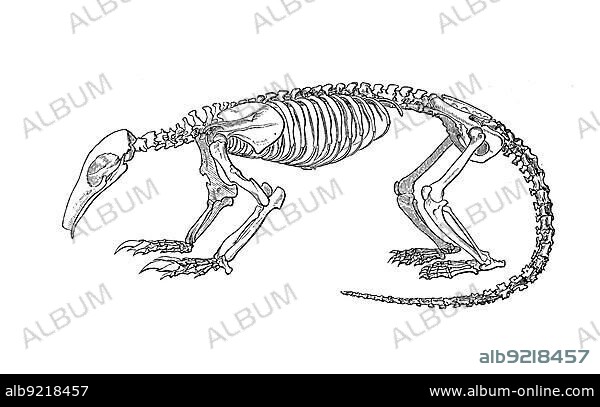 Skeleton of tamandua, giant anteater (Myrmecophaga tridactyla) is a mammal from the order of the toothed arms, Skeleton of tamandua, large anteater, Historical, digitally restored reproduction of an original from the 19th century, exact original date unknown.