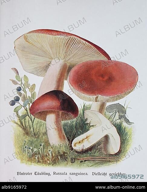 Mushroom, bloody brittlegill (Russula sanguinaria), Blood russula, Syn. : R. sanguinea, Historic, digitally restored reproduction of an illustration by Emil Doerstling (1859-1940).