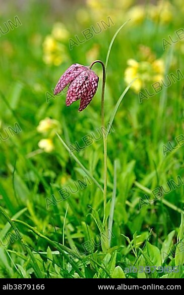 Snake's head fritillary, Checkered daffodil, Chess flower (Fritillaria meleagris).