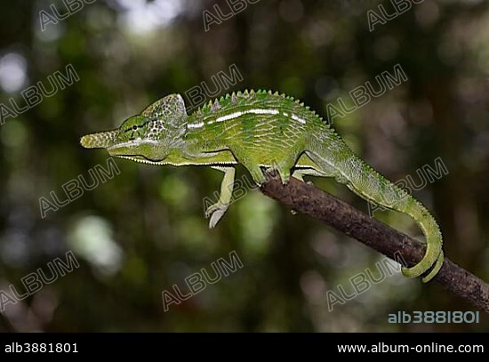 Labords Chamäleon (Furcifer labordi),short-lived chameleon species of the world, male, dry forests of Kirindy, Western Madagascar, Madagascar, Africa.