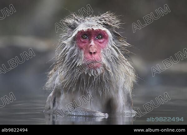 Japanese Macaque (Macaca fuscata); adult; bathing in hot spring; Jigokudani Monkey Park; Joshinetsu Kogen National Park; Nagano Prefecture; Honshu; Japan; Asia.