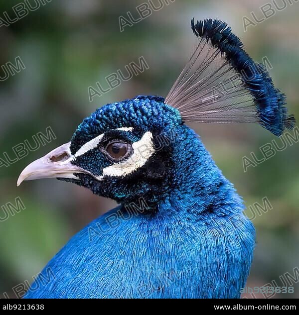 Peacock (Pavo cristatus).