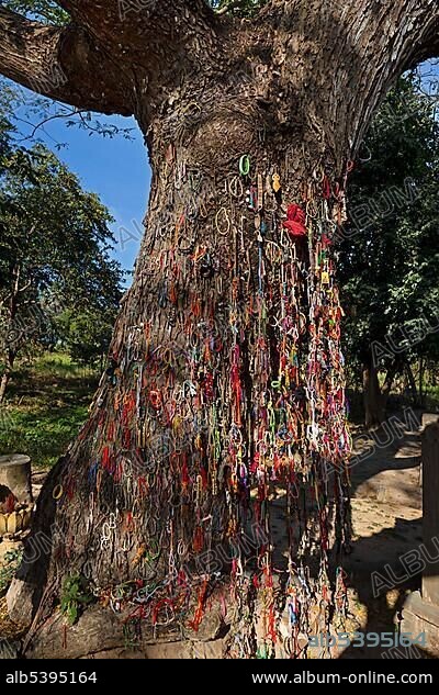 Killing Tree with bracelets in memory of killed children, Killing Fields of the Khmer Rouge, Choeung Ek, Phnom Penh, Cambodia, Asia.