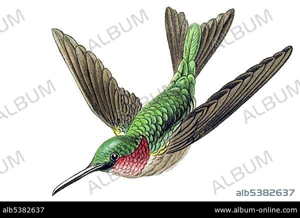Historic illustration, Hummingbird (Trochilidae), tablet 99, Ernst Haeckel, Kunstformen der Natur, "Artforms of Nature".