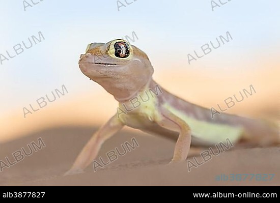 Namib sand gecko (Pachydactylus rangei) in Sand Dune, Namib-Naukluft Park, Namibia, Africa.
