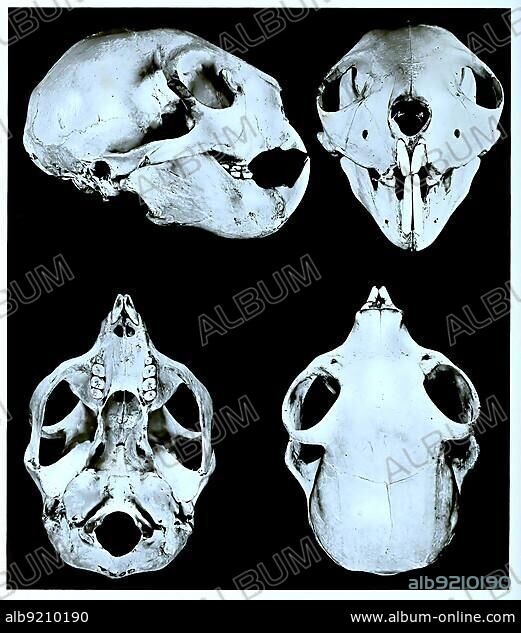 Skull bone, Research, Evolution, Research piece, aye-aye (Daubentonia madagascariensis) or aye-aye, primate species from the group of lemurs, Historical, digitally restored reproduction of an original from the 19th century, exact original date not known.
