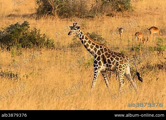 Rothschild giraffe (Giraffa Camelopardalis Rothschildi), walking in dry grassland, Murchison Falls National Park, Uganda, Africa.