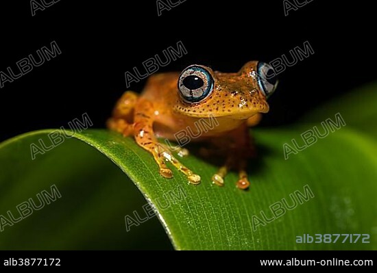 Tree climbing frog species (Boophis pyrrhus) sits on leaf, Andasibe National Park, Madagascar, Africa.