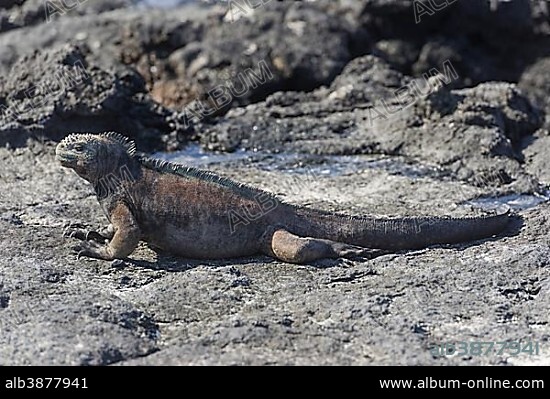 Marine Iguana (Amblyrhynchus cristatus), San Cristóbal Island, Galápagos Islands, Ecuador, South America.
