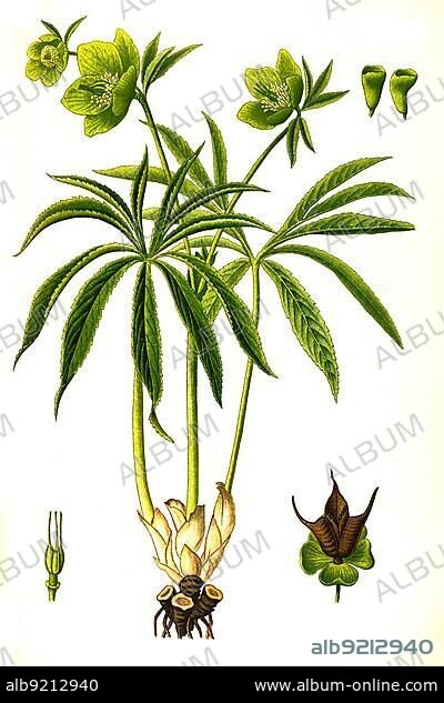 Medicinal plant, Green hellebore (Helleborus viridis) is a species of plant in the genus hellebores, Historic, digitally restored reproduction from an 18th century original.