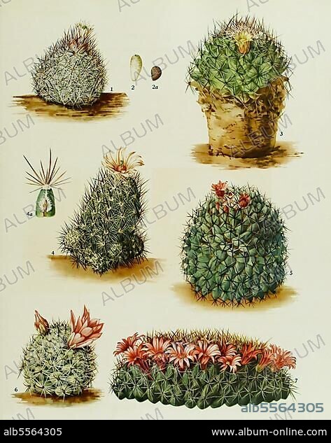 Kakteen und Sukkulenten, 1. Escobaria dasyacantha, 2. Dolichothele sphaerica, 3. Neomammillaria arida, 4. Escbaria bella, 5. Neomammillaria crocidta, 6. Bartschella schumannii, 7. Neomammillaria carnea, digital restaurierte Reproduktion einer Originalvorlage aus dem 19. Jahrhundert, genaues Originaldatum nicht bekannt.