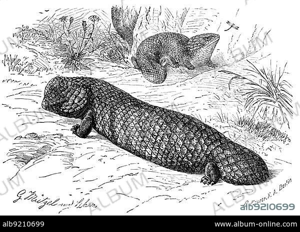 Stutzechse, bobtail skink (Tiliqua rugosa), pine cone skink, syn. Trachydosaurus rugosus, reptile of the skink family, Historical, digitally restored reproduction from a 19th century original.