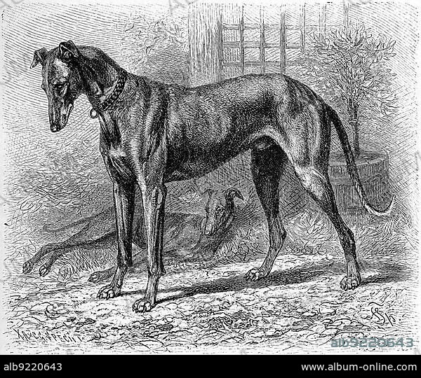 Greyhound grajus, greyhound (Canis familiaris), greyhound, the name given to all high-running, often slender foxhounds that hunt their prey primarily by sight, Historical, digitally restored reproduction of a 19th century original, exact original date not known, historical, digitally improved reproduction of an origi.