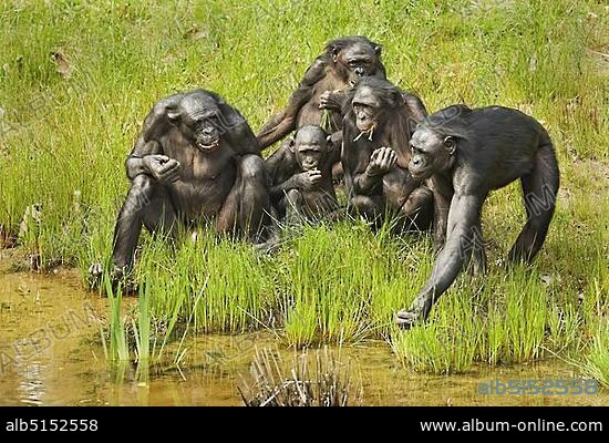Bonobo (Pan paniscus), family group, adults and young, feeding on leaves at edge of water, captive.