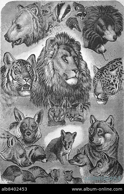 Carnivores, carnivorous beasts of prey, portraits of various carnivores, felines, bears and canines, animals, 1869, Historic, digitally restored reproduction of a 19th century original.