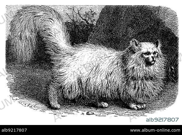 Angora cat, Felis maniculata domestica angorensis, digitally restored reproduction of an original from the 19th century, exact original date unknown.