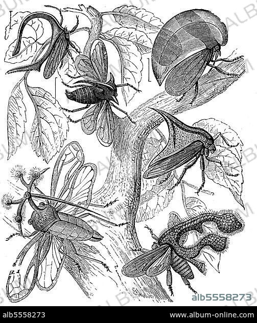 Buckelzirpen oder Buckelzikaden, verschiedene Arten, Illustration aus 1876, Historisch, digital restaurierte Reproduktion einer Originalvorlage aus dem 19. Jahrhundert.