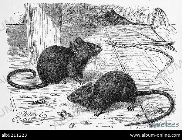 House (Rodentia) mouse (Mus musculus), a small species of long-tailed mice belonging to the Old World mice (Murinae), house mouse, is a small mammal of the order, Historic, digitally restored reproduction of a 19th century original, exact original date unknown.