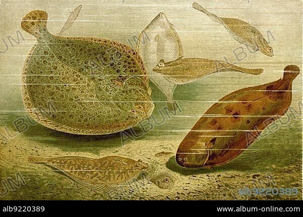 Fish, Flatfish (Solea solea), Turbot (Scophthalmus maximus), Syn. Psetta maxima, Bothus maximus, Rhombus maximus, Plaice (Pleuronectes platessa) or the Goldbutt, Sole, Historic, digitally restored reproduction from a 19th century original.
