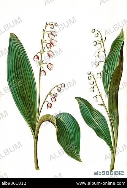 Rosea, red lily of the valley (Convallaria majalis), pink lily of the valley and Convallaria majalis, Lily of the valley, Historic, digitally restored reproduction from a 19th century original.