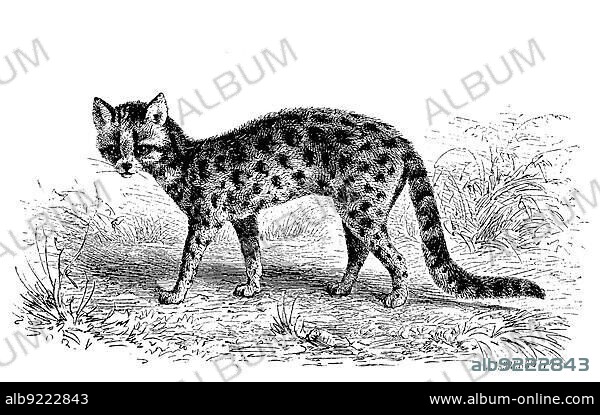 Margay (Leopardus wiedii), also called Peludo, Margay, Bergozelot or Baumozelot, a species of predator within the cat family living on the American continent, digitally restored reproduction of an original 19th century painting, exact original date not known.