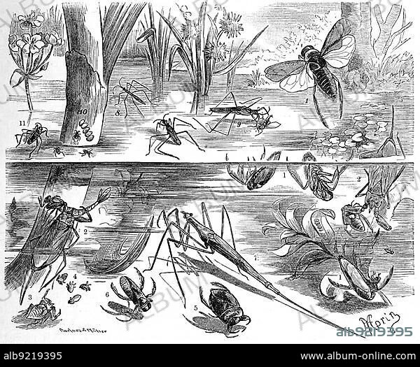 Insects, water bugs: 1. common water boatman (Notonecta glauca), 2. grey water scorpion (Nepa cinerea), 3, 4. larva and eggs thereof, 5. common swimming bug, Naucoris cimicoides, 6. Geoffroys rudder bug, Corisa geoffroyi, 7. Stick bug, Ranatra linearis, 8. teci runner, Limnobates stagnorum, 9. marsh water strider, Hydrometra paludum, 10. eggs thereof, 11. larva of Velia currens, Historic, digitally restored reproduction from a 19th century original.
