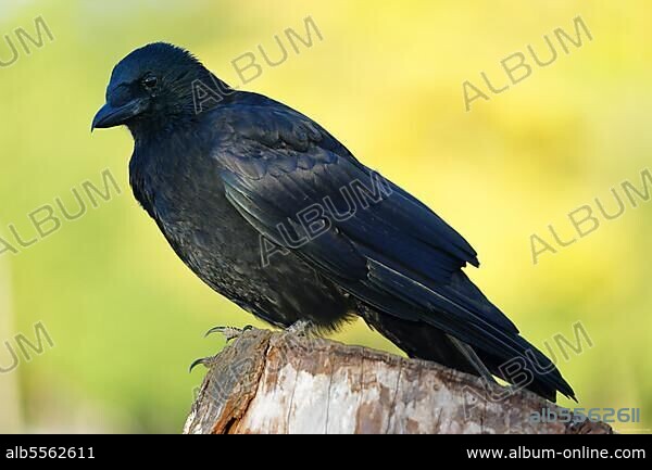 Carrion crow (Corvus corone), sitting on tree stump at Kleiner Dutzendteich, former Nazi Party Rally Grounds, Zeppelinfeld, Nuremberg, Middle Franconia, Franconia, Bavaria, Germany, Europe.