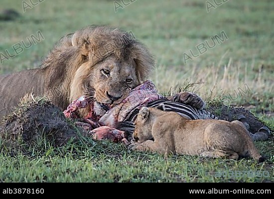 Lion (Panthera leo), male and young animals eat zebra, Savuti, Chobe National Park, Chobe District, Botswana.