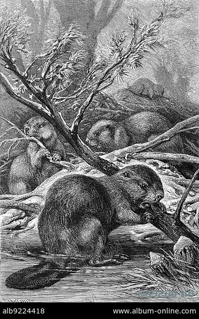 European beavers (Castor fiber), also called Eurasian beaver, is the largest rodent in Europe, Eurasian beaver, or European beaver, Historic, digitally restored reproduction of a 19th century original, exact original date not known century.