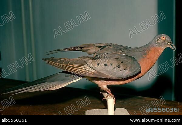 Passenger pigeon (Ectopistes migratorius) Species now extinct, stuffed museum piece.