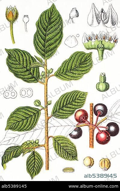 Alder Buckthorn (Frangula alnus), medicinal and useful plant, chromolithograph, 1881, historical illustration.