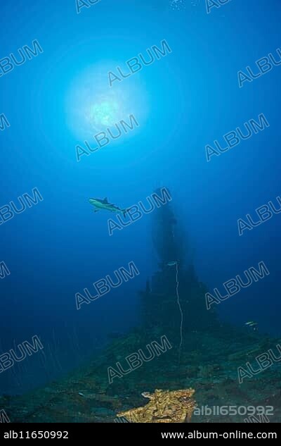 Grey reef shark above the submarine USS Apogon, Marshall Islands, Bikini Atoll, Micronesia, Pacific Ocean, Oceania.