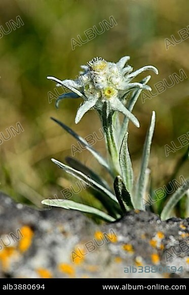 Edelweiss (Leontopodium ochroleucum), Asian species, Orkhon Valley, Khangai Nuruu National Park, Övörkhangai Aimag, Mongolia, Asia.