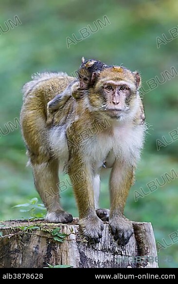 Barbary Macaque (Macaca sylvanus) adult female with young, 12 weeks, native to Morocco, captive, Rhineland-Palatinate, Germany, Europe.