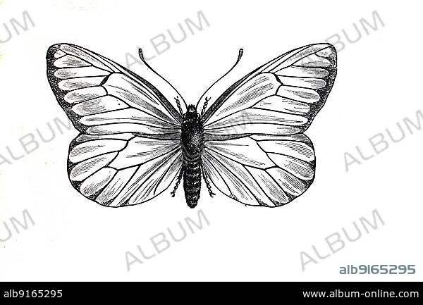 Baumweißling, black-veined white (Aporia crataegi) is a butterfly, day butterfly, from the family of white butterflies, Historic, digitally restored reproduction of an original from the 19th century, exact original date unknown.