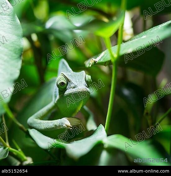 Veiled Chameleon (Chamaeleo calyptratus), captive, native to Yemen.
