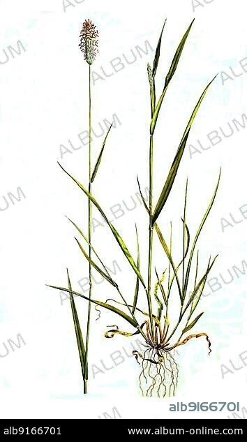 Meadow foxtail (Alopecurus pratensis), Historic, digitally restored reproduction of a 19th century original.