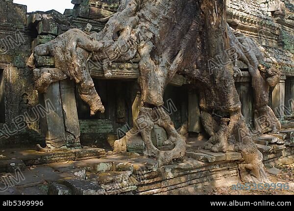 Kapok tree growing in the ruins of Preah Khan Temple, Angkor, UNESCO World Heritage Site, Siem Reap, Cambodia, Asia.