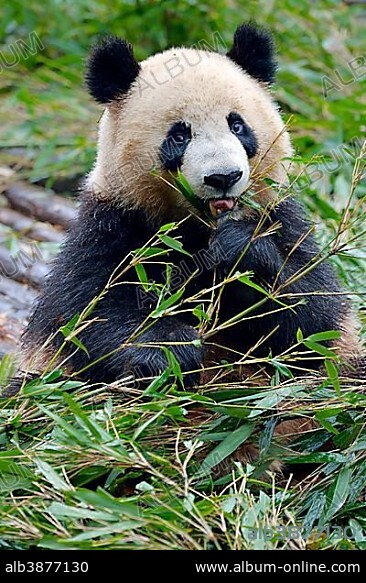 Giant Panda (Ailuropoda melanoleuca) feeding on bamboo leaves, captive, Chengdu Research Base of Giant Panda Breeding or Chengdu Panda Base, Chengdu, Sichuan, China, Asia.