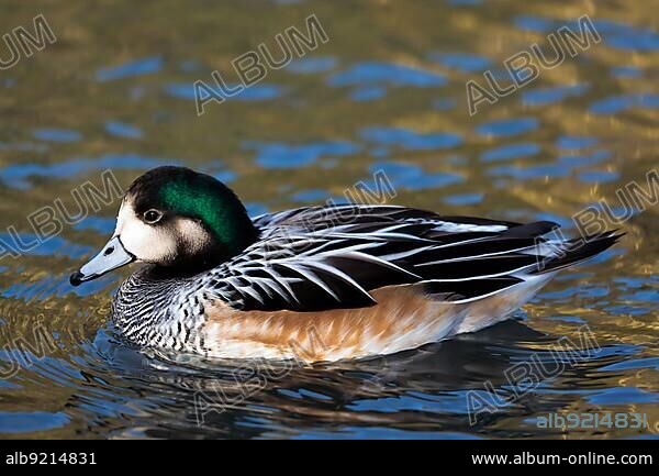 Chiloe Wigeon (Anas sibilatrix).