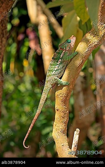 Globe-horned Chameleon (Calumma globifer), male, foraging, Madagascar, Africa.