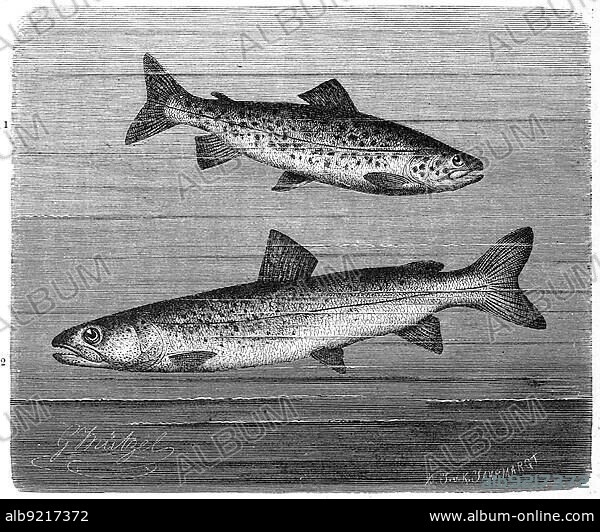 Fish, 1. lake trout (Salmo trutta) lacustris, freshwater fish of the genus Salmo, family of salmonids, 2. huchen, also Danube salmon or redfish, Salmo huchen, Historic, digitally restored reproduction from a 19th century original.