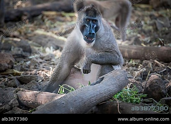 Drill (Mandrillus leucophaeus), captive, Primate Sanctuary, Limbe, Southwest Region, Cameroon
