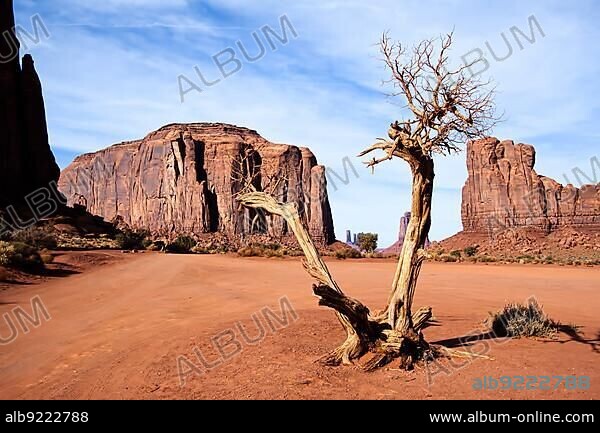 Dead Tree in Monument Valley Utah USA.